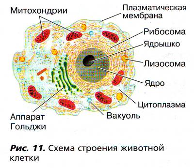 Рис. 11. Схема строения животной клетки