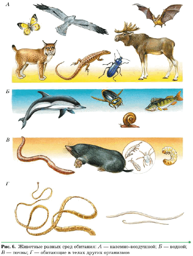 Рис. 6. Животные разных сред обитания: А — наземно-воздушной; Б — водной; В — почвы; Г — обитающие в телах других организмов