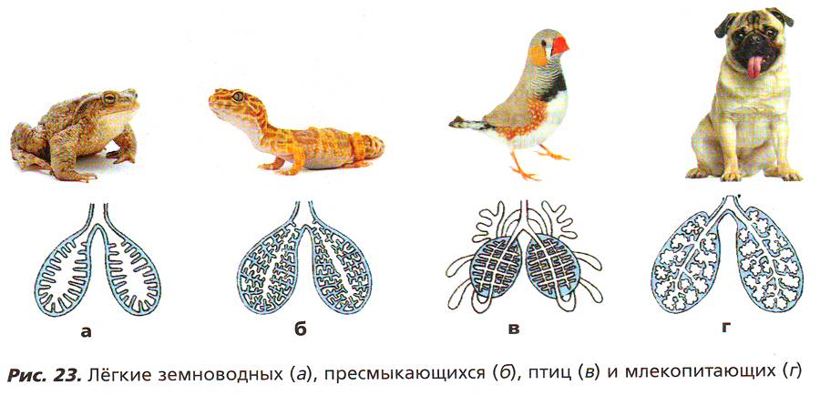 Рис. 23. Лёгкие земноводных (а), пресмыкающихся (б), птиц (в) и млекопитающих (г)