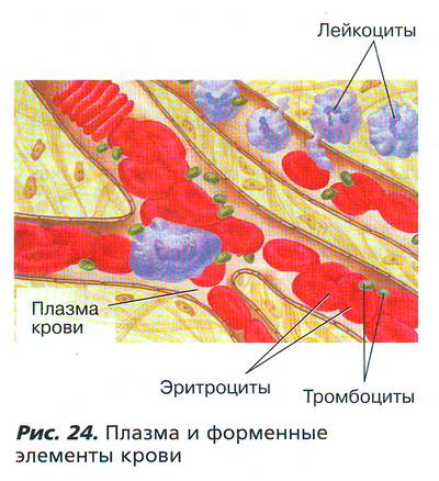 Рис. 24. Плазма и форменные элементы крови