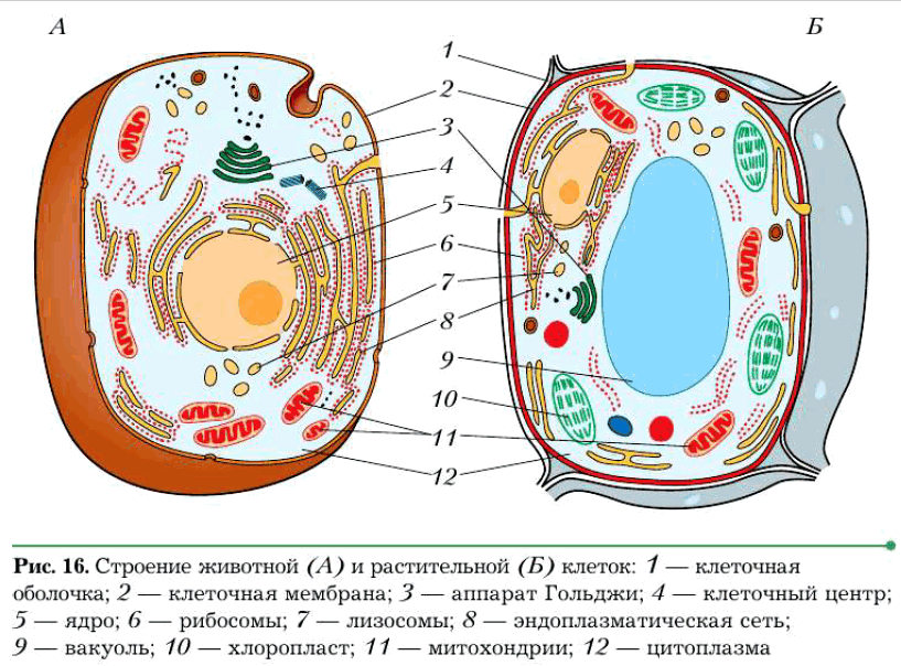 Рис. 16. Строение животной (А) и растительной (Б) клеток