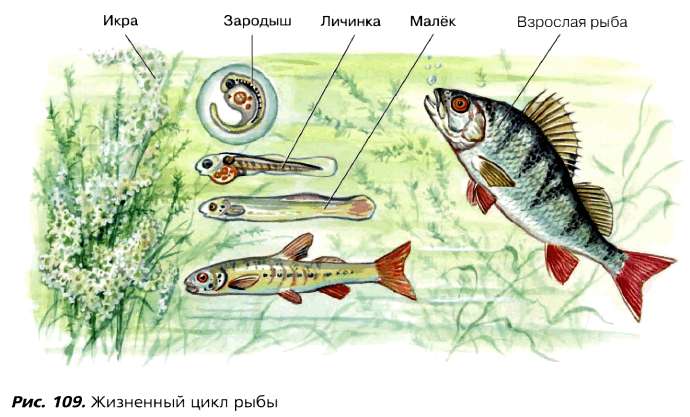 Рис. 109. Жизненный цикл рыбы