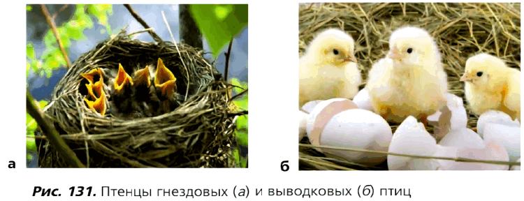 рис. 131. Птенцы гнездовых (а) и выводковых (б) птиц