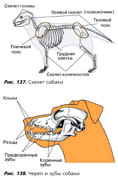Рис. 137. Скелет собаки. Рис. 138. Череп и зубы собаки