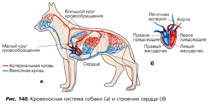 Рис. 140. Кровеносная система собаки (а) и строение сердца (б)