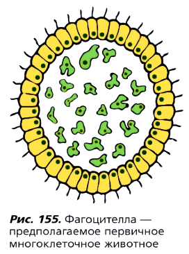 Рис. 155. Фагоцитеяла — предполагаемое первичное многоклеточное животное