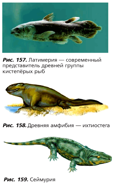 Рис. 157. Латимерия – современный представитель древней группы кистепёрых рыб