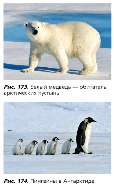 Рис. 173. Белый медведь — обитатель арктических пустынь. Рис. 174. Пингвины в Антарктиде
