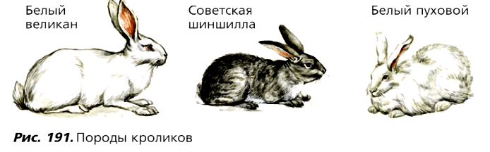 Рис. 191. Породы кроликов