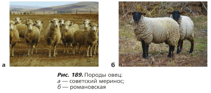 Рис. 189. Породы овец: а — советский меринос; 6 — романовская